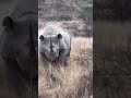 Black Rhino charge 