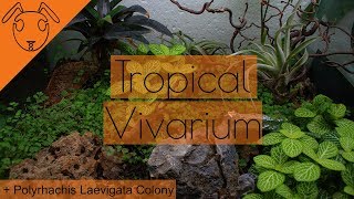 -Ant Vivarium Build- With Polyrhachis Laevigata *Tutorial* Wealth
