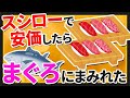 【2ch面白いスレ】スシローで安価したらマグロにまみれた【ゆっくり寿司安価スレ紹介】