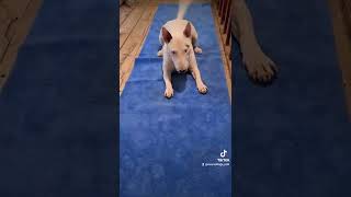 Life With Minibulls & Friends