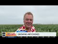 Growing artichokes | Lunch Break with Michael Marks