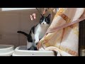 トイレの砂かけが下手すぎて最早わざとやっているようにしか見えない猫【保護猫】