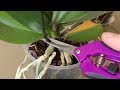 ОТРЕЗАТЬ цветонос орхидеи, как и где - живые и мертвые почки