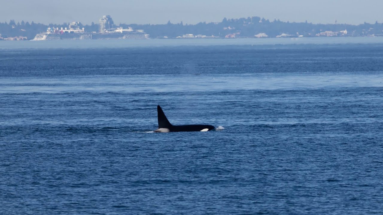 Whale Watching Boat Tour - Washington 