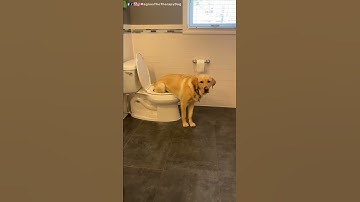 Thumbnail of I taught Magnus to pee in the toilet! #short #dog