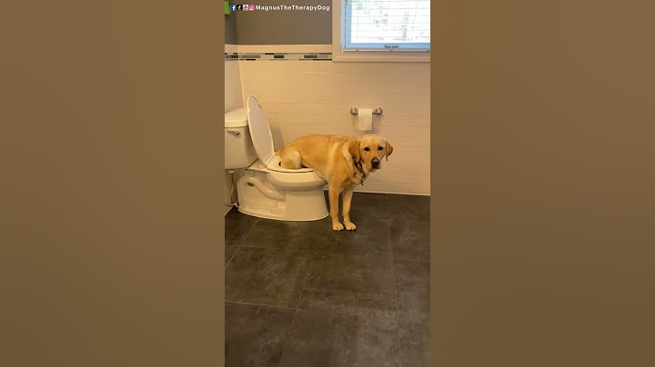 I taught Magnus to pee in the toilet! #short #dog