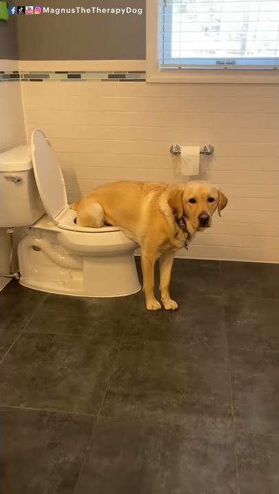 I taught Magnus to pee in the toilet! #short #dog