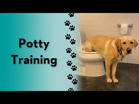 Videó: A kutyafürdőszoba: forradalmasító, hogyan használják a háziállatok pisilést