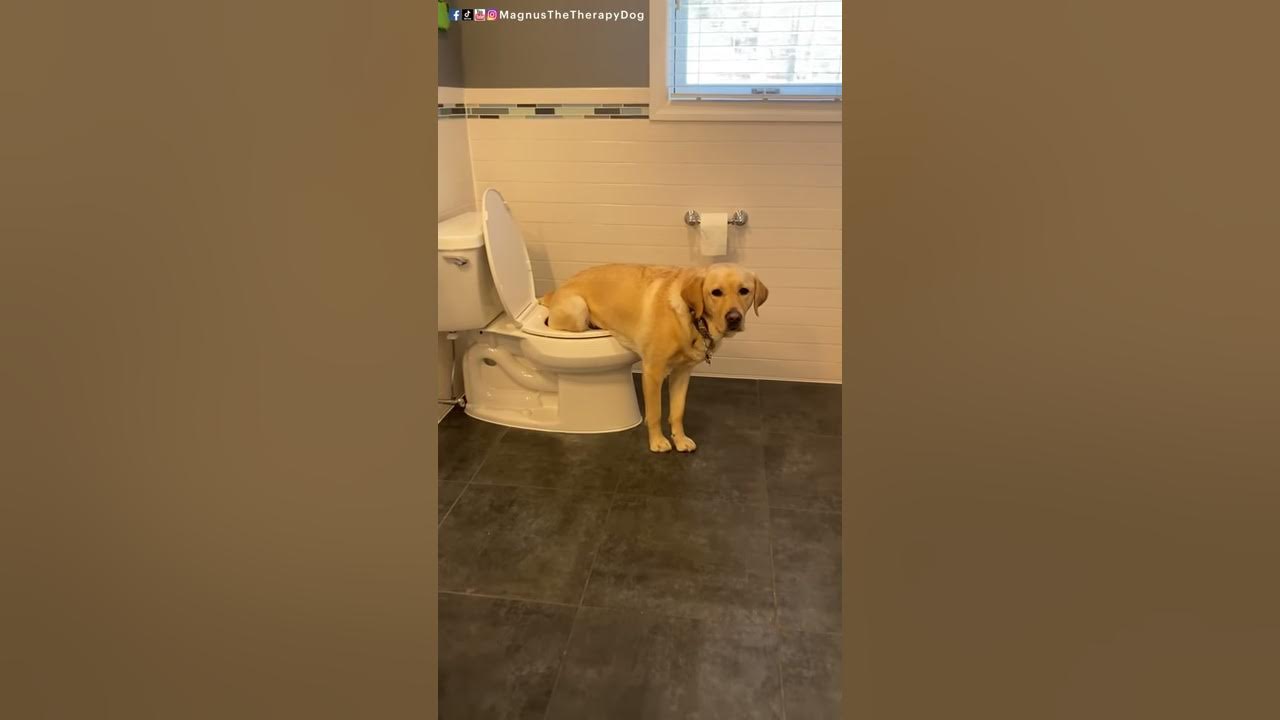 I taught Magnus to pee in the toilet! #short #dog