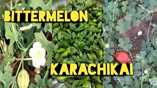#కాసరకాయ (kasarakaya) దుంపలతో ఎలా పెంచాలి//Bittermelon// Karachikai//Terrace garden // Regs Gardener