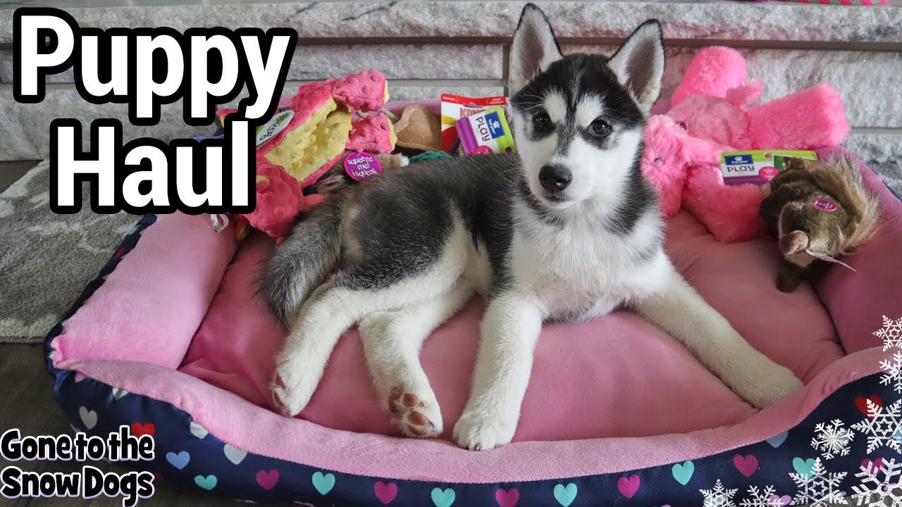 New Husky Puppy Haul Husky Puppy Cute Puppy Videos Puppies