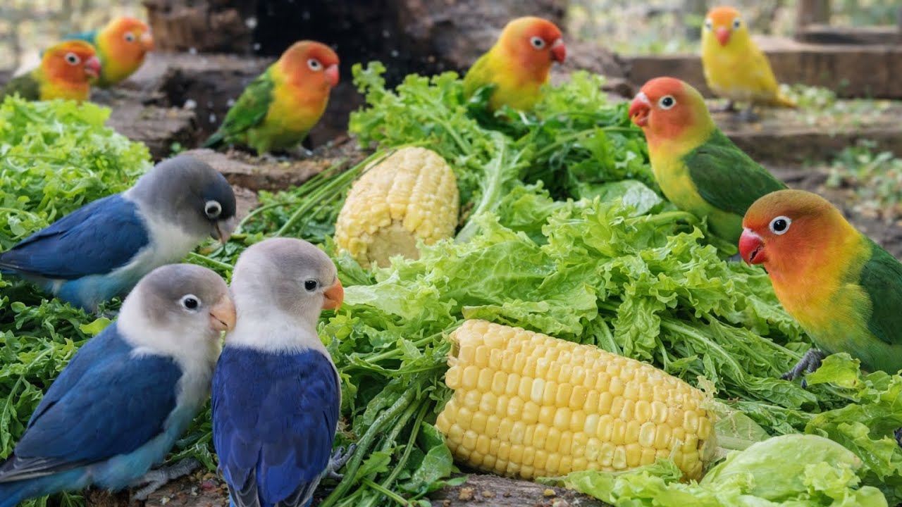 Lovebird Colorful 💚❤️#lovebirds #sunconure #parrotlover #birds #cutelovebird