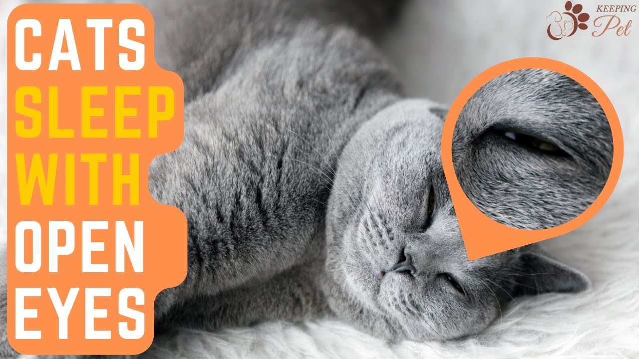 Mysterious Reasons Why Do Cats Sleep with Their Eyes Wide Open? YouTube