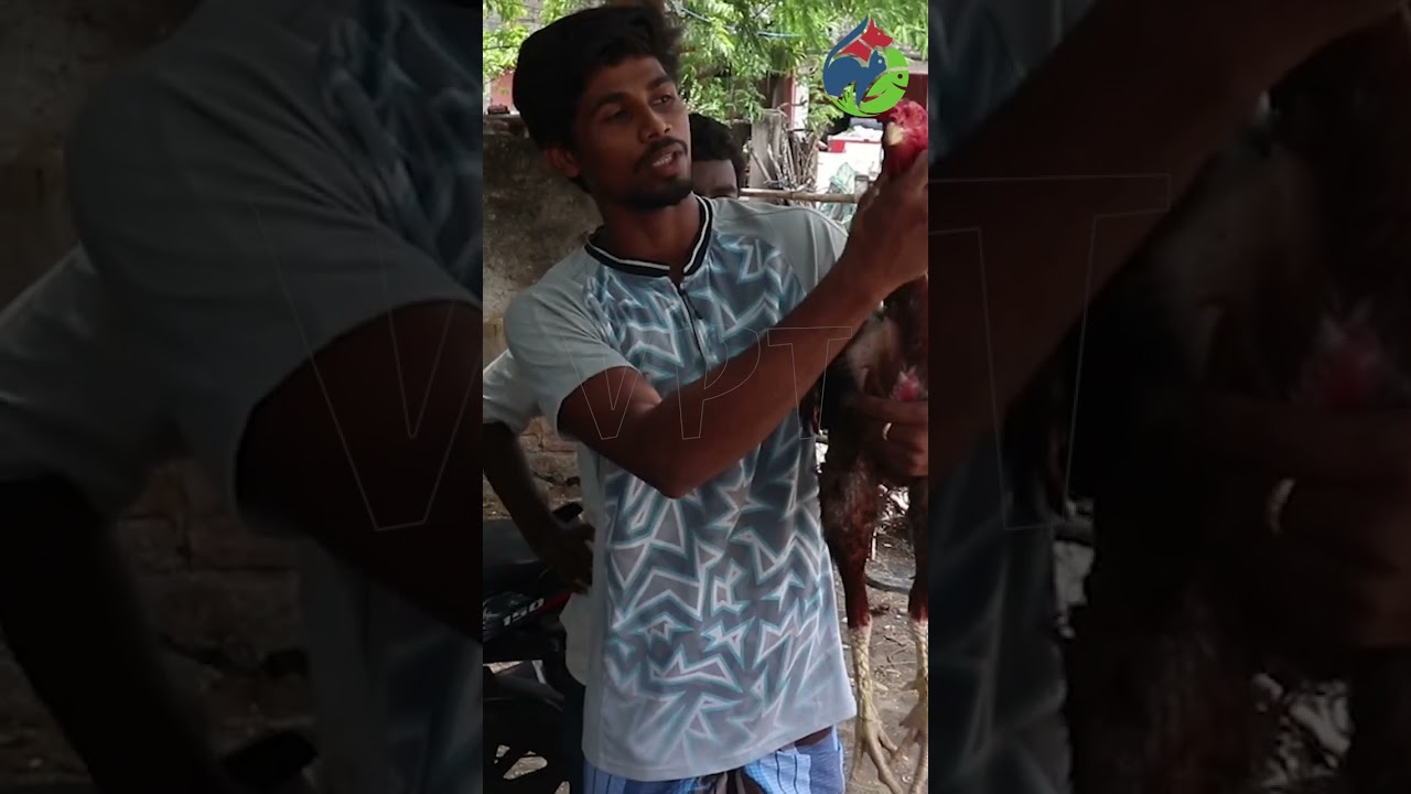 ValarPetsTube | peruvedai seval grooming | பெருவெடை சேவல் | #shorts