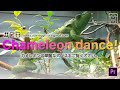 #08 カメレオンダンス/Chameleon dance