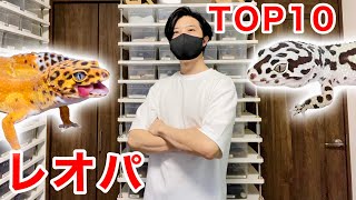 75匹レオパを飼育する男のベスト10を紹介！【ヒョウモントカゲモドキ｜爬虫類】