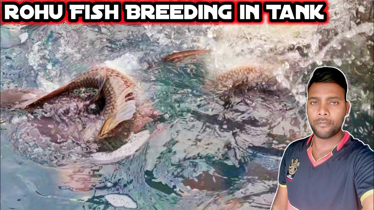 how to breed rohu fish | rohu fish breeding system #fishinfo #Rohufish ...