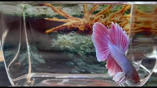 Lavender Dumbo Ear Halfmoon Male Betta #16