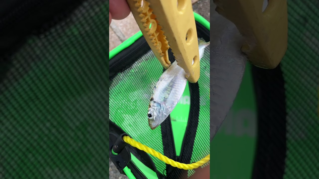 7/29 Morning at Minami-Ashiyahama: Sabiki and Jetty Float Fishing