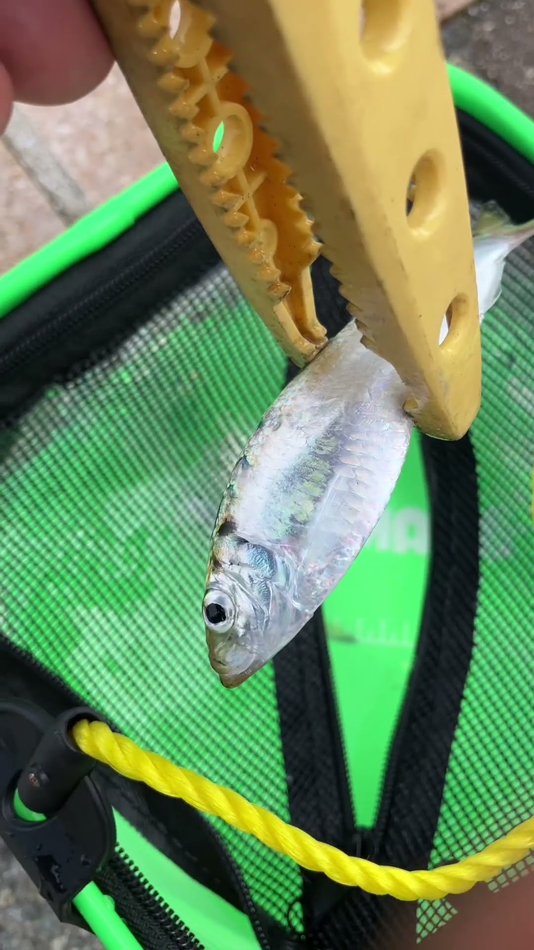 静かな漁港の昼下がり 7/29 Morning at Minami-Ashiyahama: Sabiki and Jetty Float Fishing