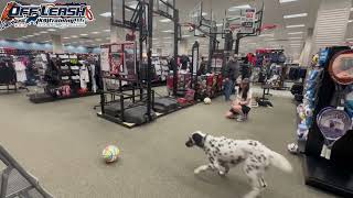 Roe | 9 Month Old Dalmatian | Best Dog Trainer Cleveland, OH | Distraction Training
