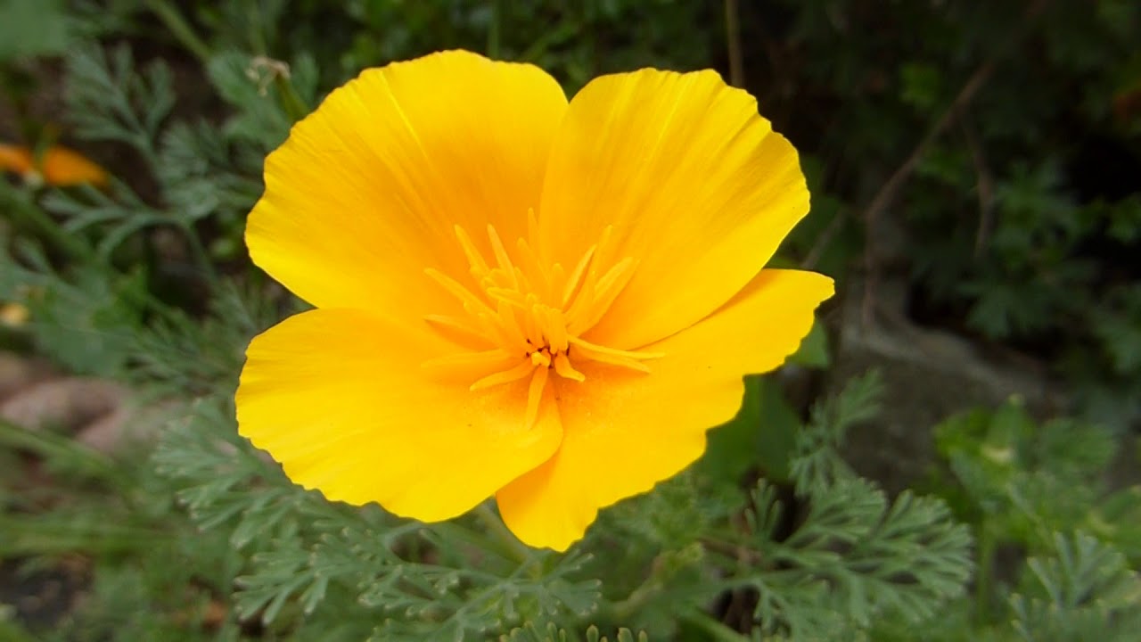 California Poppy - Eschscholzia californica - Gullbrúða - Valmúi - Sumarblóm - Gul blóm