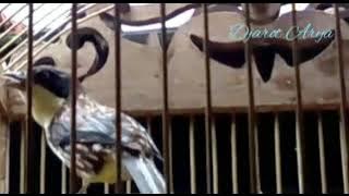 toed kembang ,reang reang, cica matahari gacor dor mantap buat masteran