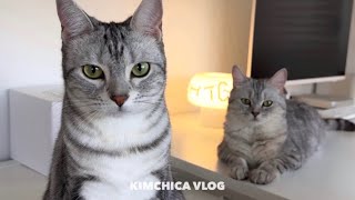 VLOG) What It’s like Living with Cats / Don’t follow me✋(ft. No alone time)