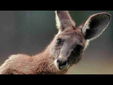 Video: Kängurukontrollmetoder - kontrollera kängurur i landskapet