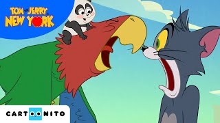 Csínytevések New Yorkban | A Tom és Jerry-show | Cartoonito