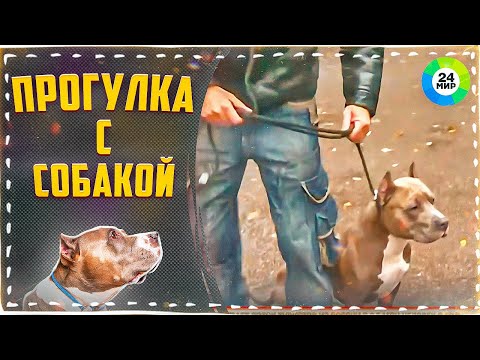 Как без проблем вывести собаку на прогулку