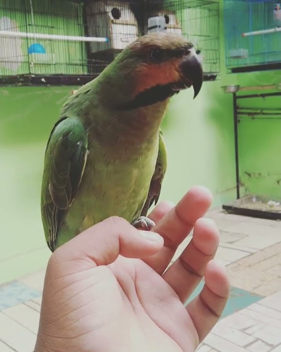 Betet Enggano bisa bicara viral