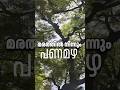 മരത്തിൽ നിന്നും പണം വീഴുന്നു | 2 ലക്ഷം രൂപ താഴേക്ക് #facts #news #latestnews #kerala #malayalam