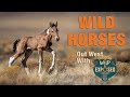 Photographing Wild Horses in Utah