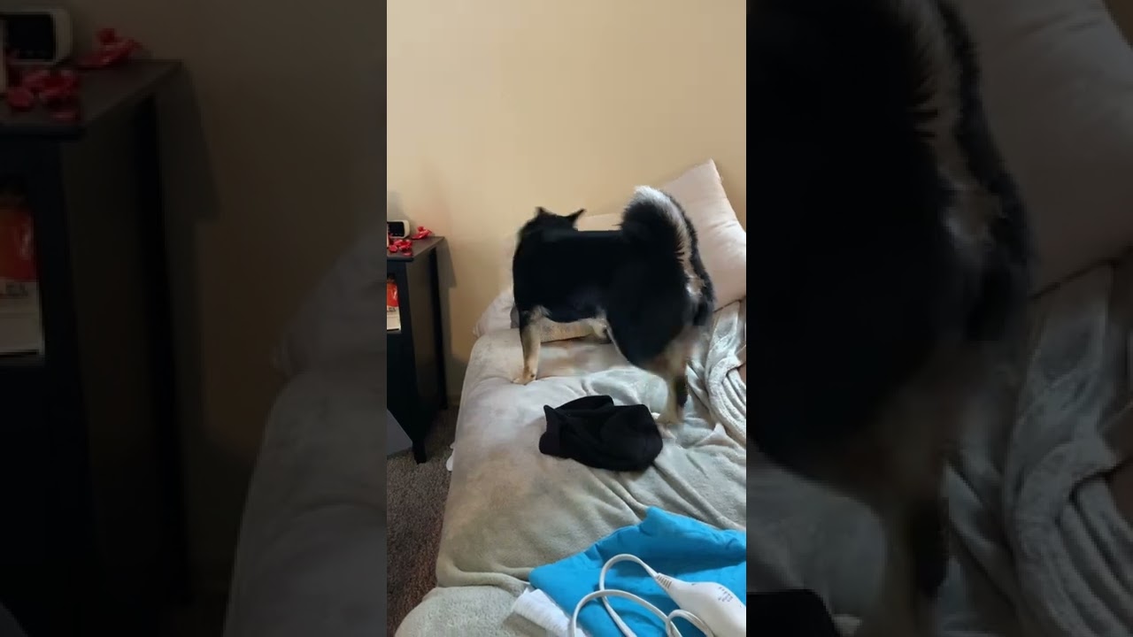 Shiba Inu Investigates Couch