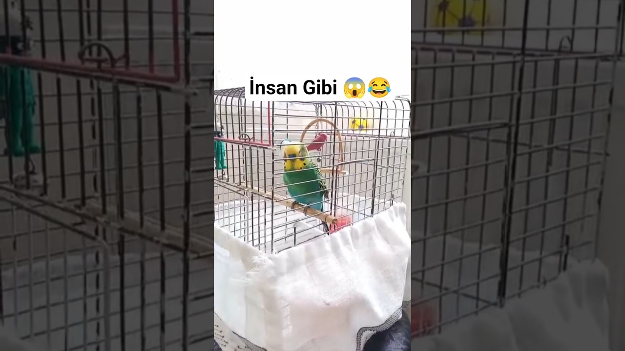 Dışarı Çıkacakmış 😂 #muhabbetkuşu #muhabbetkuşukonuşma #konuşankuş #birds #birdsong #budgies