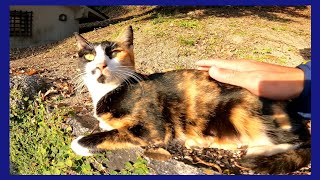 石垣の上に三毛猫がいたのでナデナデしてたら他の猫もやってきた