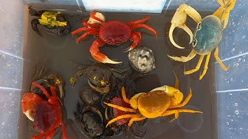 Thảo Cady đi trải nghiệm câu cá bắt các con vạt về nuôi, con cá vàng, con cua, cá koi, cá,