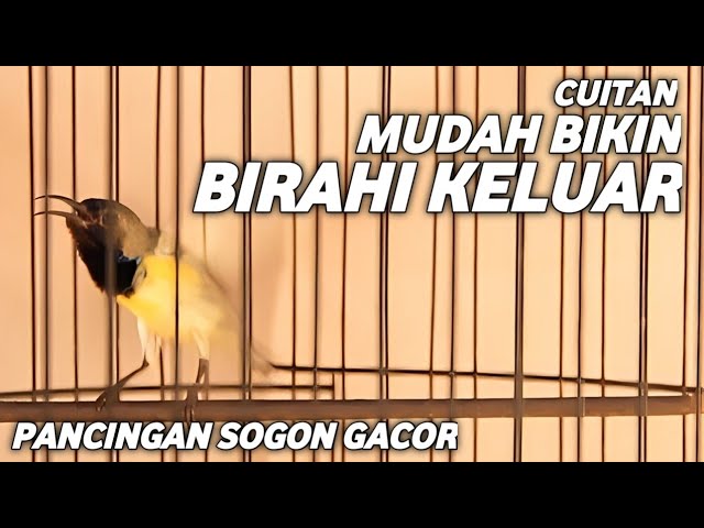 SOGON GACOR PANCINGAN MUDAH BIKIN BIRAHI KELUAR !! CUITAN AMPUH class=