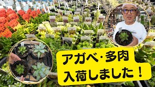 アガベ・多肉、本日も入荷しました【園芸屋たなか】