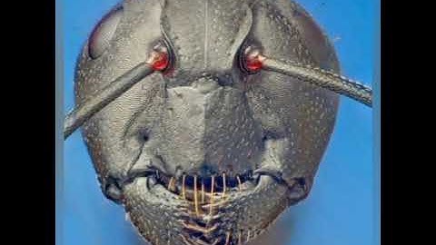 FACE of an ANT seen Through MICROSCOPE. #RealFact