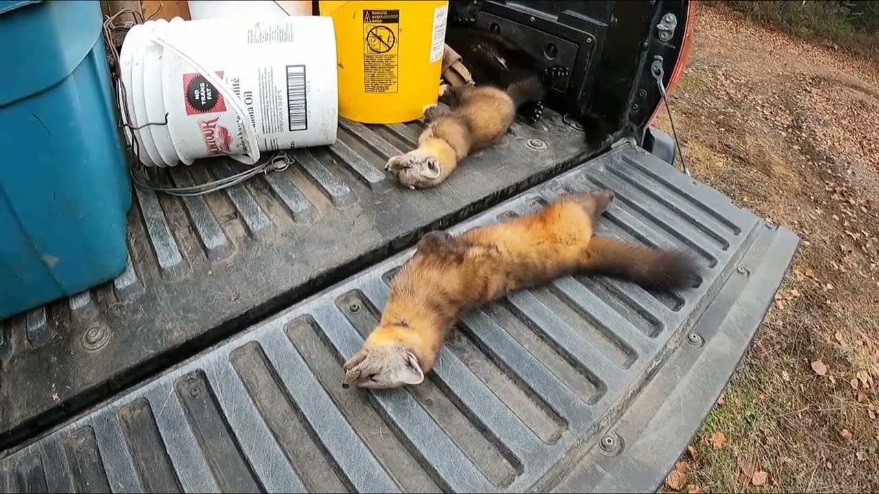 Musher's Tails: Second Marten Trap Check '22