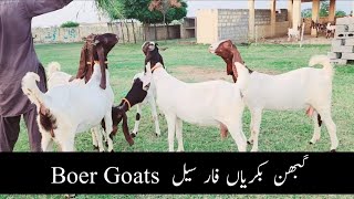 Goats For Sale Boer Goats Pregnant Goats Goat Farming in Pakistan Chakwal Goat Farm