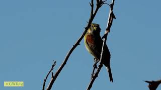 Dickcissel Call/Song; Dickcissel Song; Dickcissel Call; Dickcissel; Spiza Americana; Song Birds