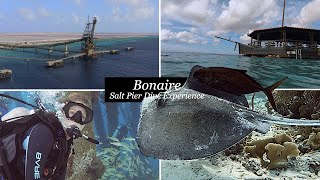 Diving Bonaire the Dutch Caribbean Experience