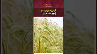 What Was ‘Yava’ in Toli Vedic Society? | Ancient Indian History | Tone Academy