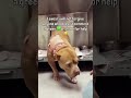😭PLEASE CONSIDER DONATING TO HELP 💔🙏#usa #canada #uk