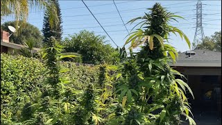 OUTDOOR WEED GROW (harvest,flowering,hang dry)