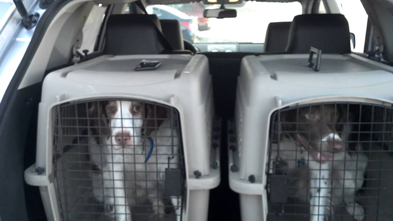 fitted dog cages for cars