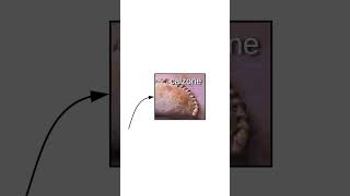 The Cube Rule of Food 🌭=🌮